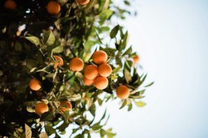 "Heureuse comme une orange" - Tableau photo de l'artiste Ségolène Trousset